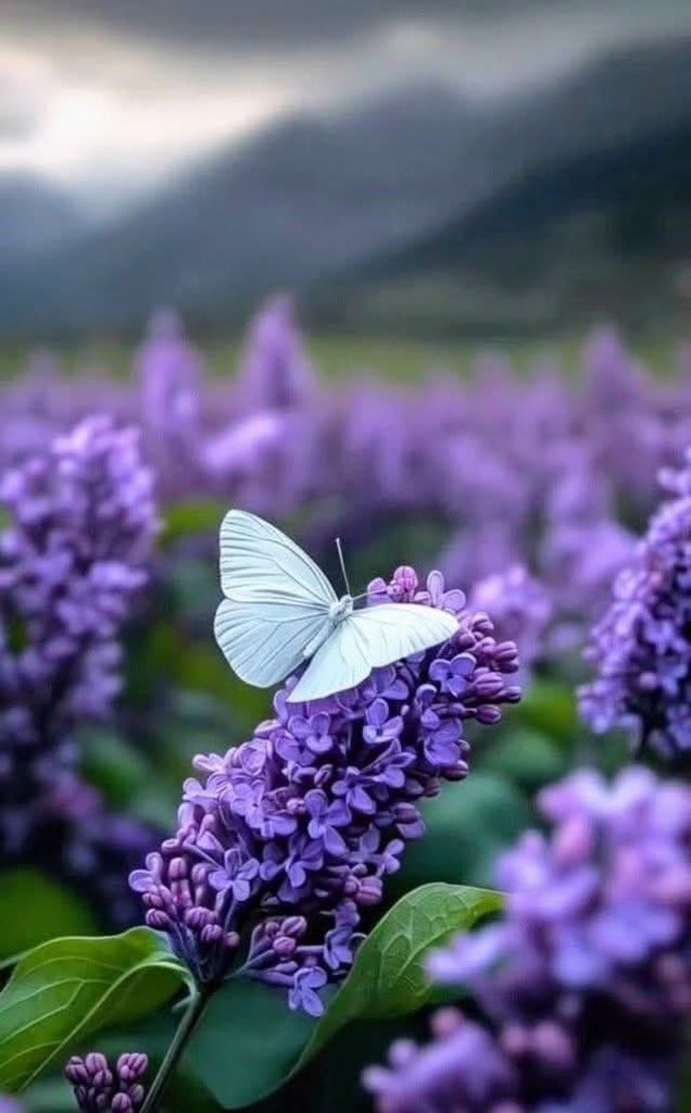 َ
-يَـآآࢪبً خࢪجنـآ مـטּ هـذآ آلـ؏ـآمً ؏ خـيࢪ وخلۍ ڪُـلَ آللۍ جـآۍ خـيـࢪ وبــسِ آمـيـטּ يـآآࢪبًﷻ💜♡♡♡♡♡
✰┄┄┉━❀❥💜🧜‍♀️❥❀━┅┄┄✰