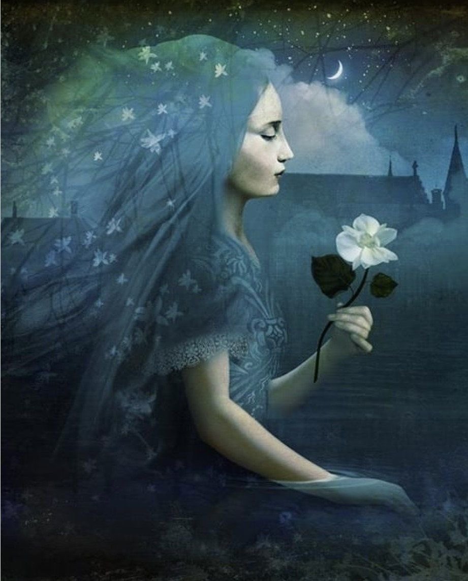 The Midnight Flower ~ Christian Schloe