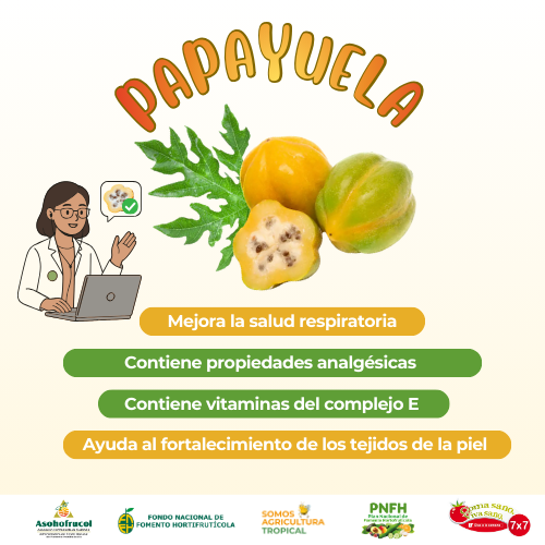 Papayuela: el tesoro andino que ayuda a tu bienestar 🌟🌟
La papayuela es una fruta tradicional llena de beneficios, además de ser versátil y deliciosa, perfecta para postres, jugos y preparaciones caseras.