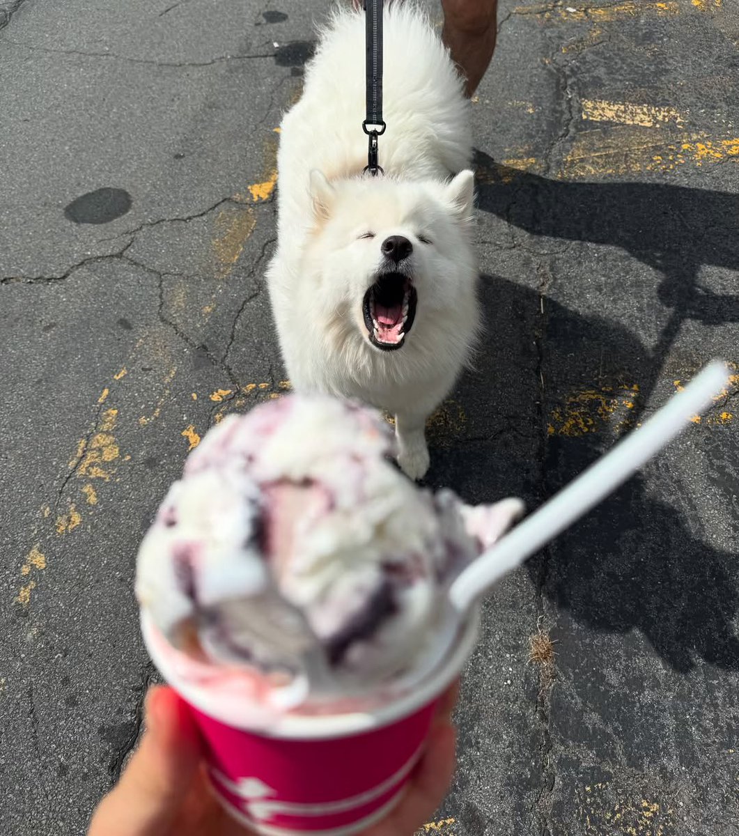 This is Jelly. She screams for ice cream. Has been at this for about 15 minutes with no luck though. 12/10 justice for Jelly (IG: jellythesamoyed)