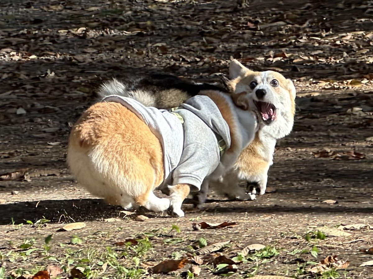 そういえば、だいたい激突されている。