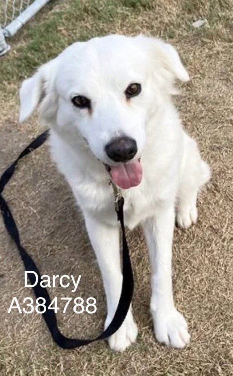 Darling 2yo DARCY #A384788 loves people &amp; just wants 2 be a member of a caring family!
Don’t let her die @ Corpus Christi AC‼️
She deserves 2 be saved from that prison &amp; enjoy a happy life!
Plz PLEDGE 4 #RESCUE
#FOSTER
#ADOPT
Adorable American Eskimo 🐕 will make a special pet!