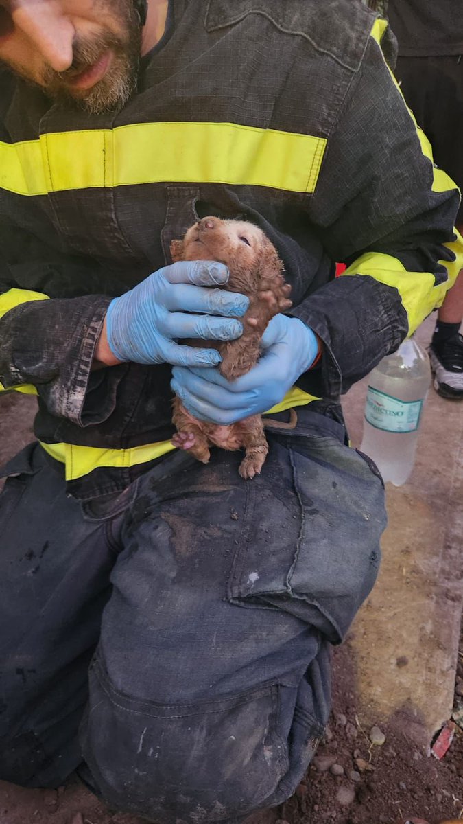 Me encanta que ayer se movilizaron como 20 bomberos, rompieron una calle y desplegaron un montón de trabajo para rescatar a un cachorrito que había caído al alcantarillado en Estación Central