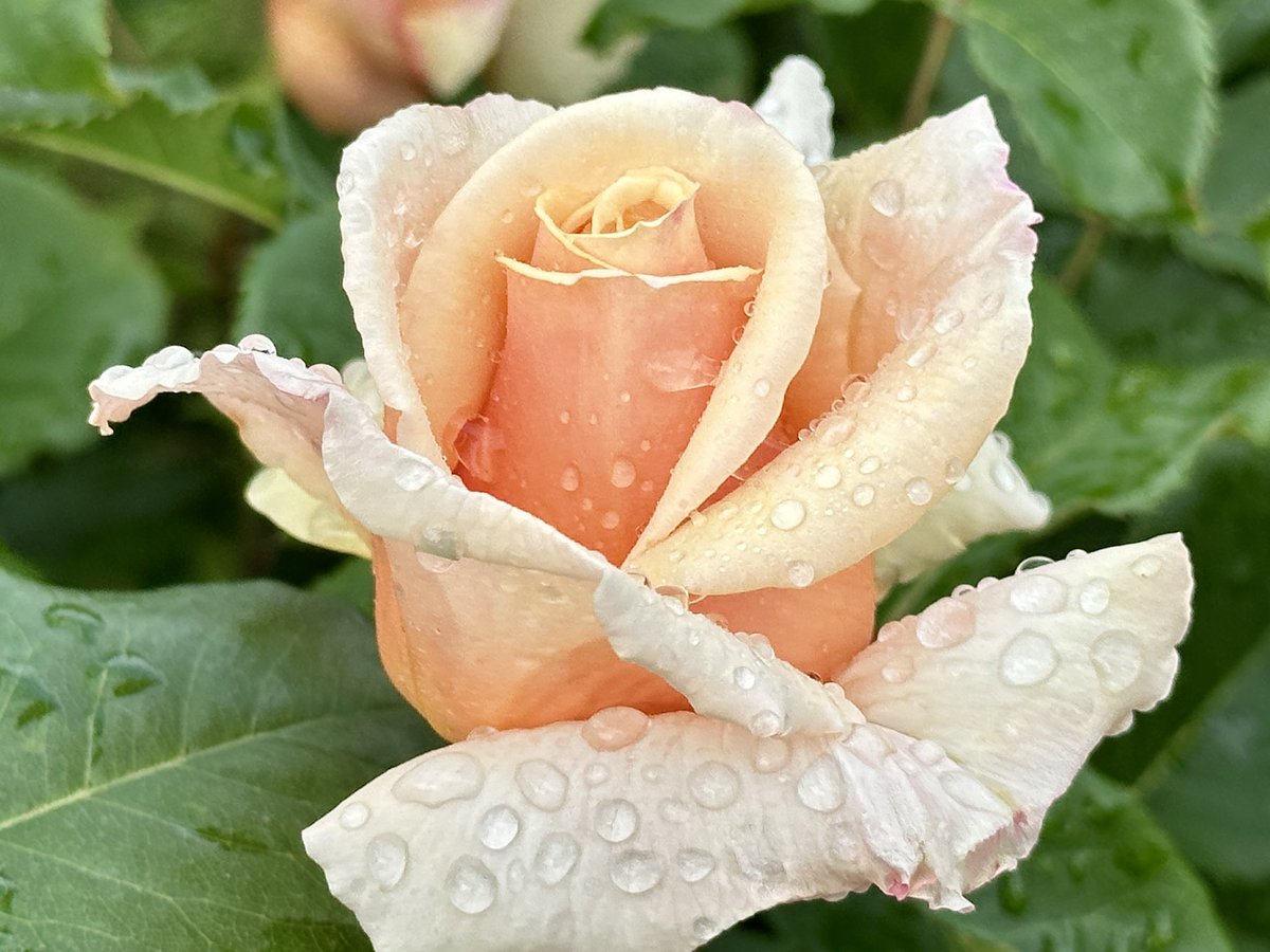 rosemama (@diary_rosemama) / Posts / X