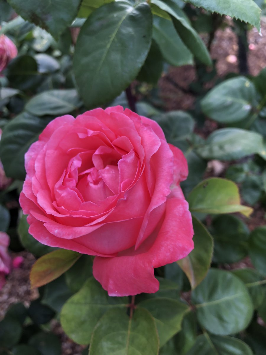 <a href="/Jayanta627/">Jayanta Mandal</a> <a href="/pipapipia/">Pipapipia</a> Good morning dear friends.
Tuesday greetings.
Wishing you a very happy and peaceful day.
Warm regards.