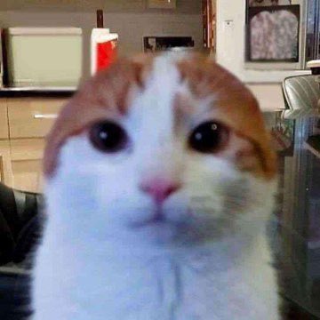 🐱🥖 tweet media