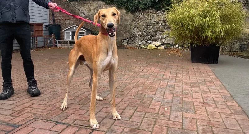 Dash was found as a stray. He is a tall boy. He is sweet natured and looking for a loving home. Dash is estimated to be 2 years old. As he was brought in as a stray, sadly we don’t know a lot about his history

://www.lurchersos.org.uk/dogs-for-adoption/dash #k9hour