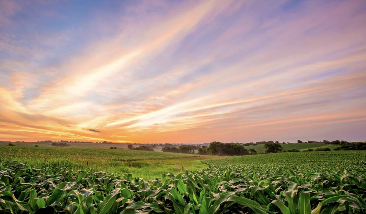 MauserInsurance's tweet image. We love what we do as the premiere family-owned #crop #insurance company here in #Iowa -- and are here for you at all times to build your world through crop insurance. Ready to plan ahead? Reach out to our team today to learn how we can help you grow your future. 

#IowaAg #Farm