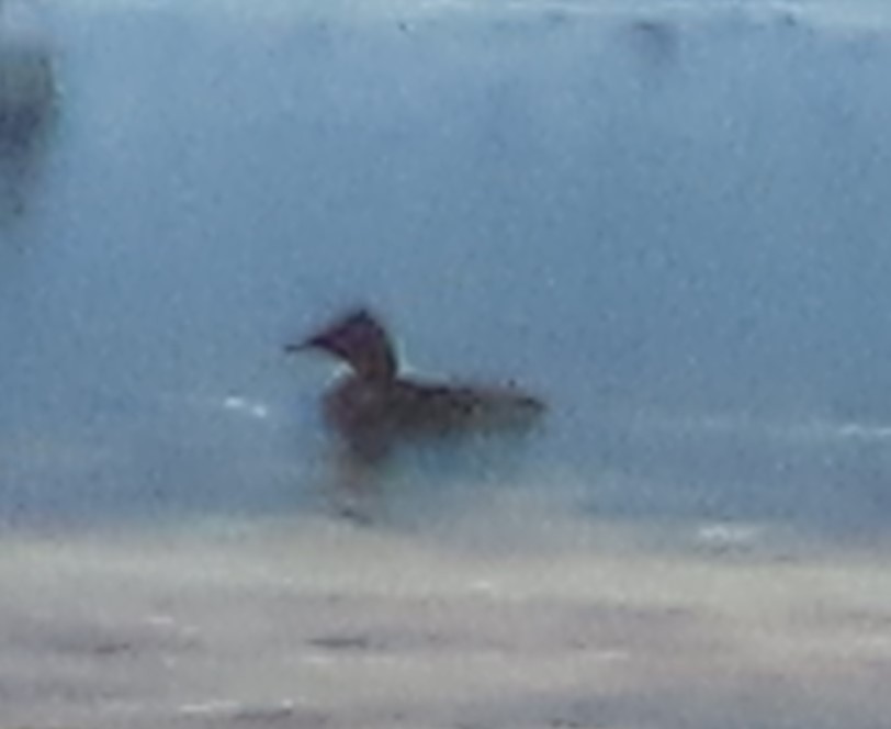 A Common Pochard has just been confirmed in Kenai Peninsula Borough Borough, Alaska (CODE 3) ebird.org/checklist/S286… Photo: Laura Burke #ABARare #birding