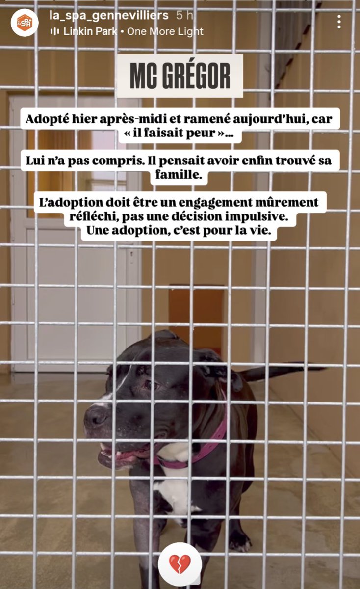 Adopté HIER ...
... rendu AUJOURD'HUI ‼️
Ce pauvre loulou ne comprend pas ce qui lui arrive 😢😱
Effet Black Friday certainement 🤮
Je n'en peux plus de ces consuméristes de 💩 qui prennent les animaux pour des articles de fast fashion ☠️💥🖕🌩️
Une adoption c'est pour la vie ‼️