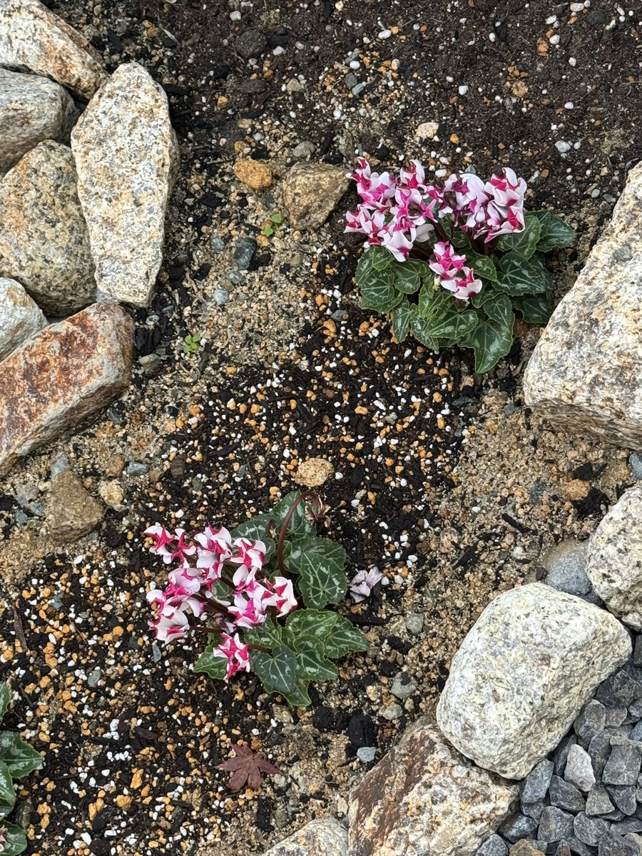 saburo3639's tweet image. 1202＝2×601 そろそろ期末試験のシーズンでしょうか。2学期って、範囲が広い場合があって、ここで成績を落とす人が結構いるので注意が必要です。Enjoy &amp;amp; relax❣️ 終わりよければすべてよし。12月にやり切る！！ありがとう³⁶🤩