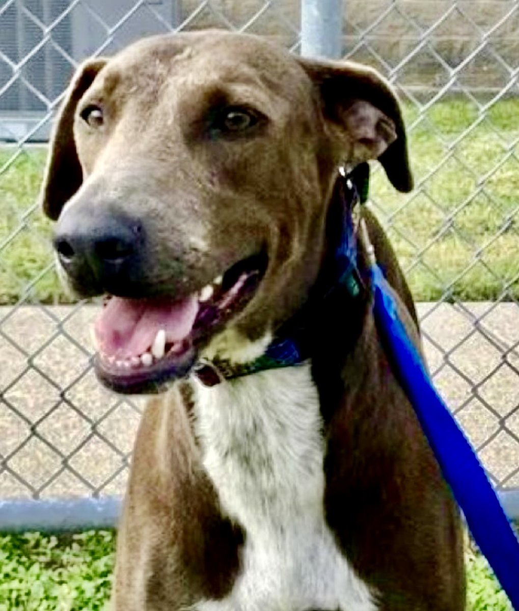 BELLA DONNA  #A384080 is like a fizzy 🫧 Root Beer soda with a scoop of the finest French vanilla ice cream 🍨 thrown in.  2️⃣ yo Lab mix.  

Her heart is EFFERVESCENT with joy! She comes to us with childlike curiosity, longing to explore her tiny slice of the world🌎. 
 
You