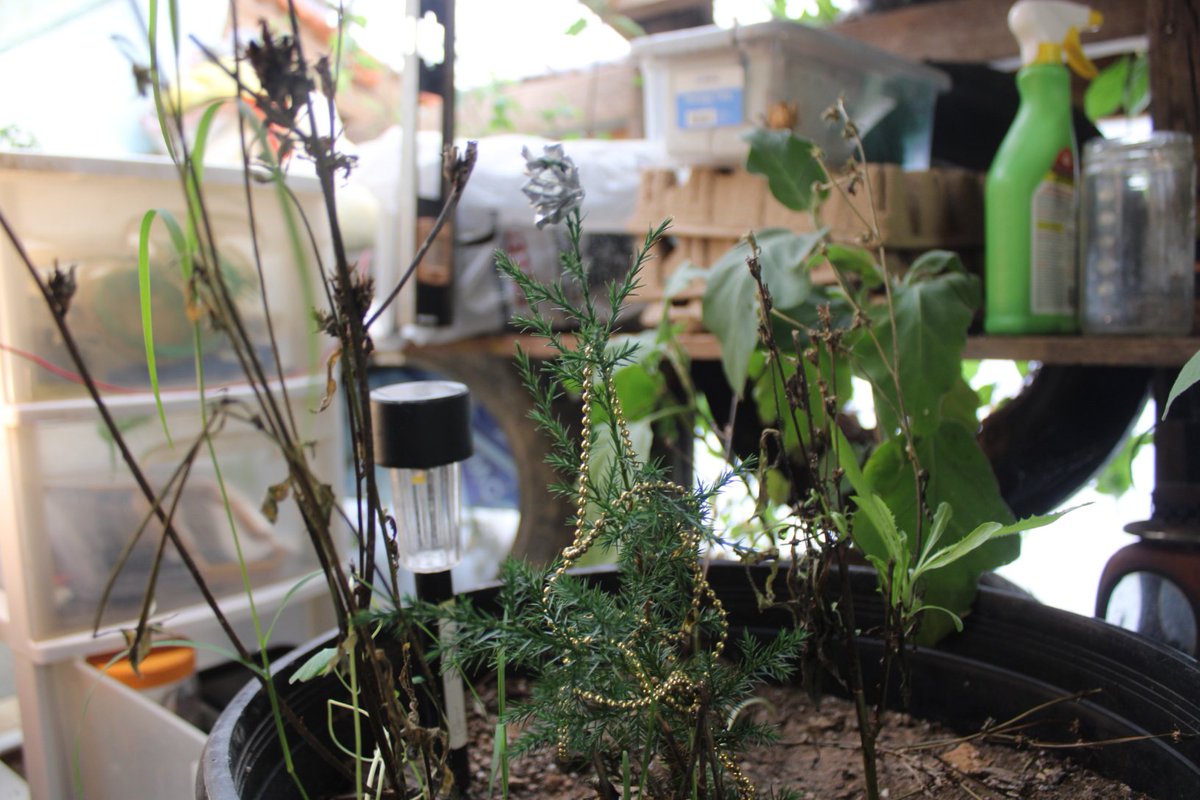 docsanderson's tweet image. #Scientists #Laboratory #Botany #Flowers #Food  #Spouses #Buddies #Mates #SustainableLiving @NatGeo @danpeckwx @Ginger_Zee @Nature G Maggie, time in The Lab, prior to taking Nap. very nice in here after Morning repairing Sisters #Greenhouse Rest Good Beautifuls Mwah Slow&amp;amp;HOT Lee