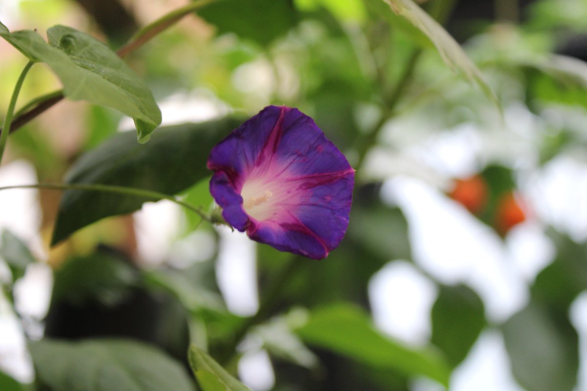 docsanderson's tweet image. #Scientists #Laboratory #Botany #Flowers #Food  #Spouses #Buddies #Mates #SustainableLiving @NatGeo @danpeckwx @Ginger_Zee @Nature G Maggie, time in The Lab, prior to taking Nap. very nice in here after Morning repairing Sisters #Greenhouse Rest Good Beautifuls Mwah Slow&amp;amp;HOT Lee