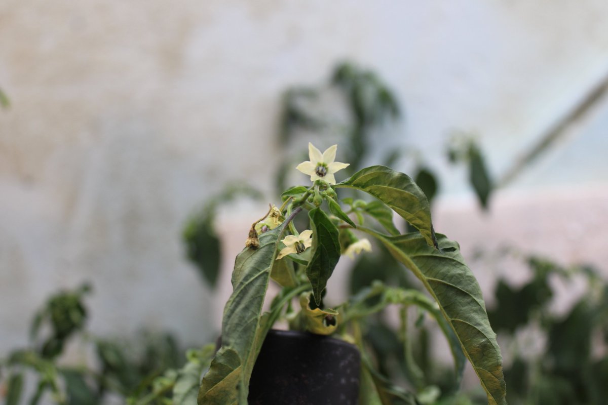 docsanderson's tweet image. #Scientists #Laboratory #Botany #Flowers #Food  #Spouses #Buddies #Mates #SustainableLiving @NatGeo @danpeckwx @Ginger_Zee @Nature G Maggie, time in The Lab, prior to taking Nap. very nice in here after Morning repairing Sisters #Greenhouse Rest Good Beautifuls Mwah Slow&amp;amp;HOT Lee
