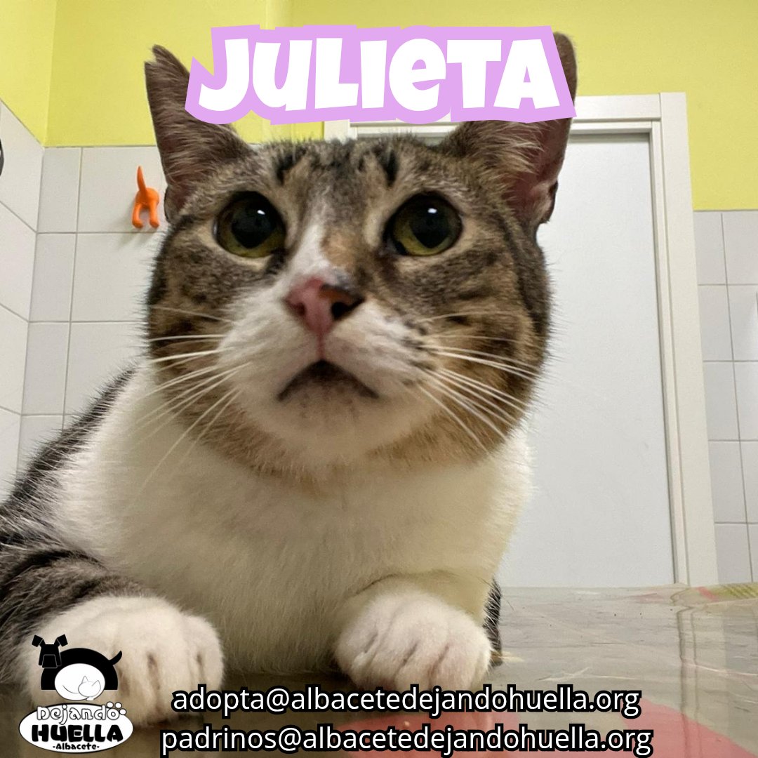 Julieta hoy nos regala su mejor mirada de “¿pero qué estás haciendo, humano?”.
Esa mezcla perfecta entre diva felina, supervisora oficial y experta en juzgar decisiones ajenas 😼📸.
📩 adopta@albacetedejandohuella.org 
📩 padrinos@albacetedejandohuella.org