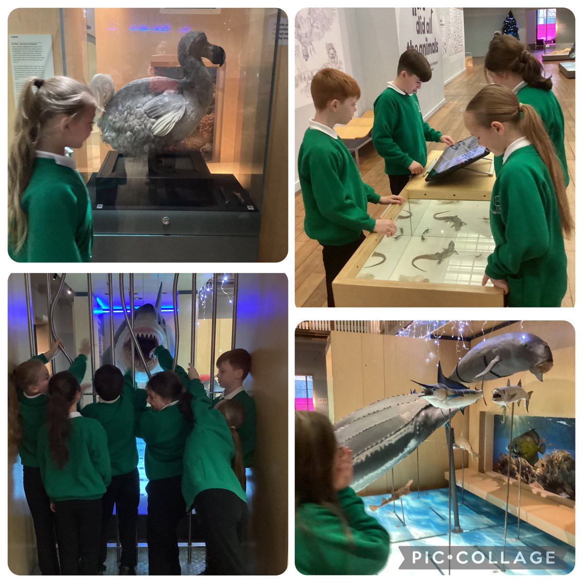 @CaldiY5 tweet media