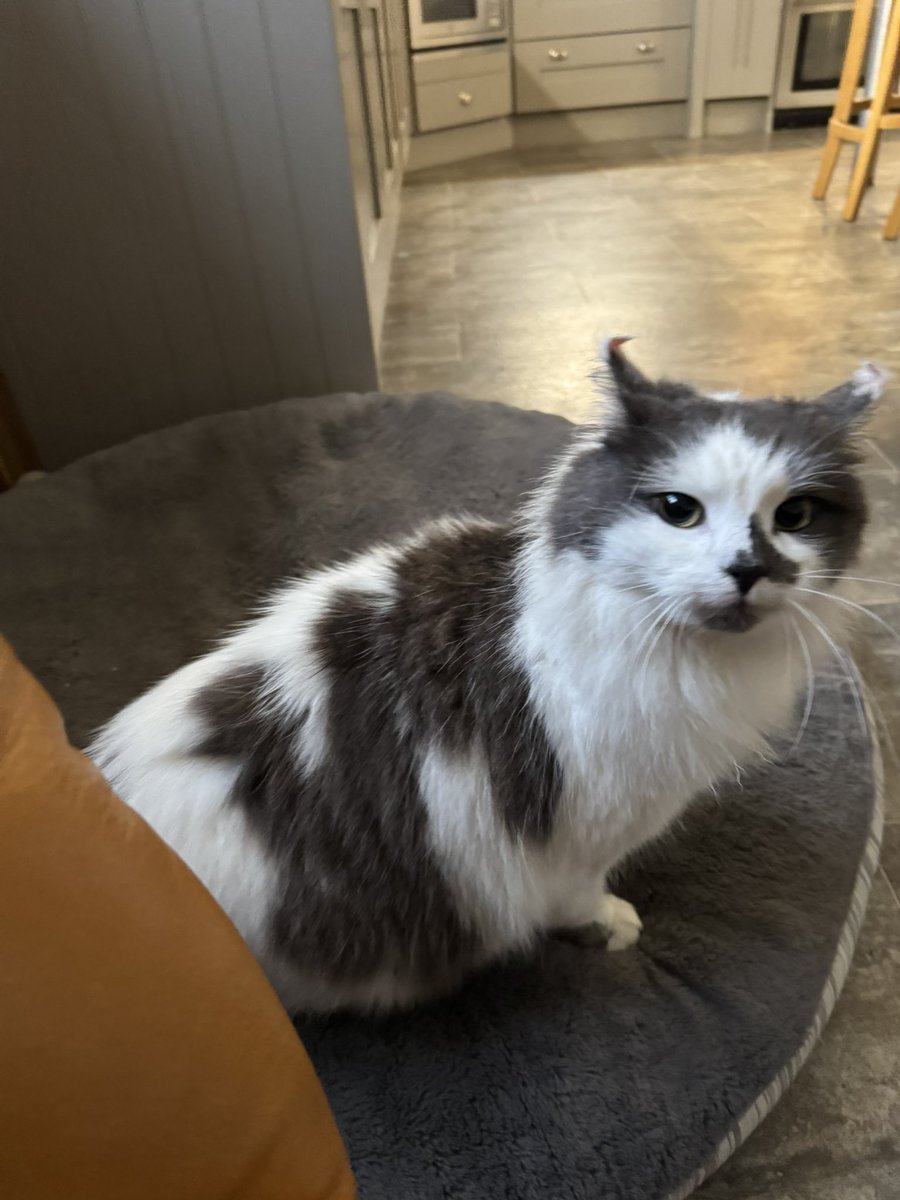 SpanielsSuper's tweet image. Shes such a poppet 🥰 #MoveInMartha