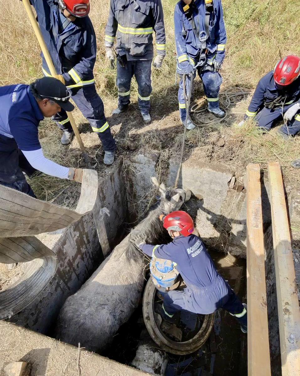#QUERETARO: 🚒🐴 Rescatan con éxito a yegua que cayó a un registro pluvial en Santa Rosa Jáuregui; especialistas confirman que está fuera de peligro 👩‍⚕️❤️
⤵
poderciudadanoradio.com/ihwl
👉 Únete a nuestro canal: whatsapp.com/channel/0029Va…
📌 ¿Tienes una denuncia? Escríbenos al 4461444405