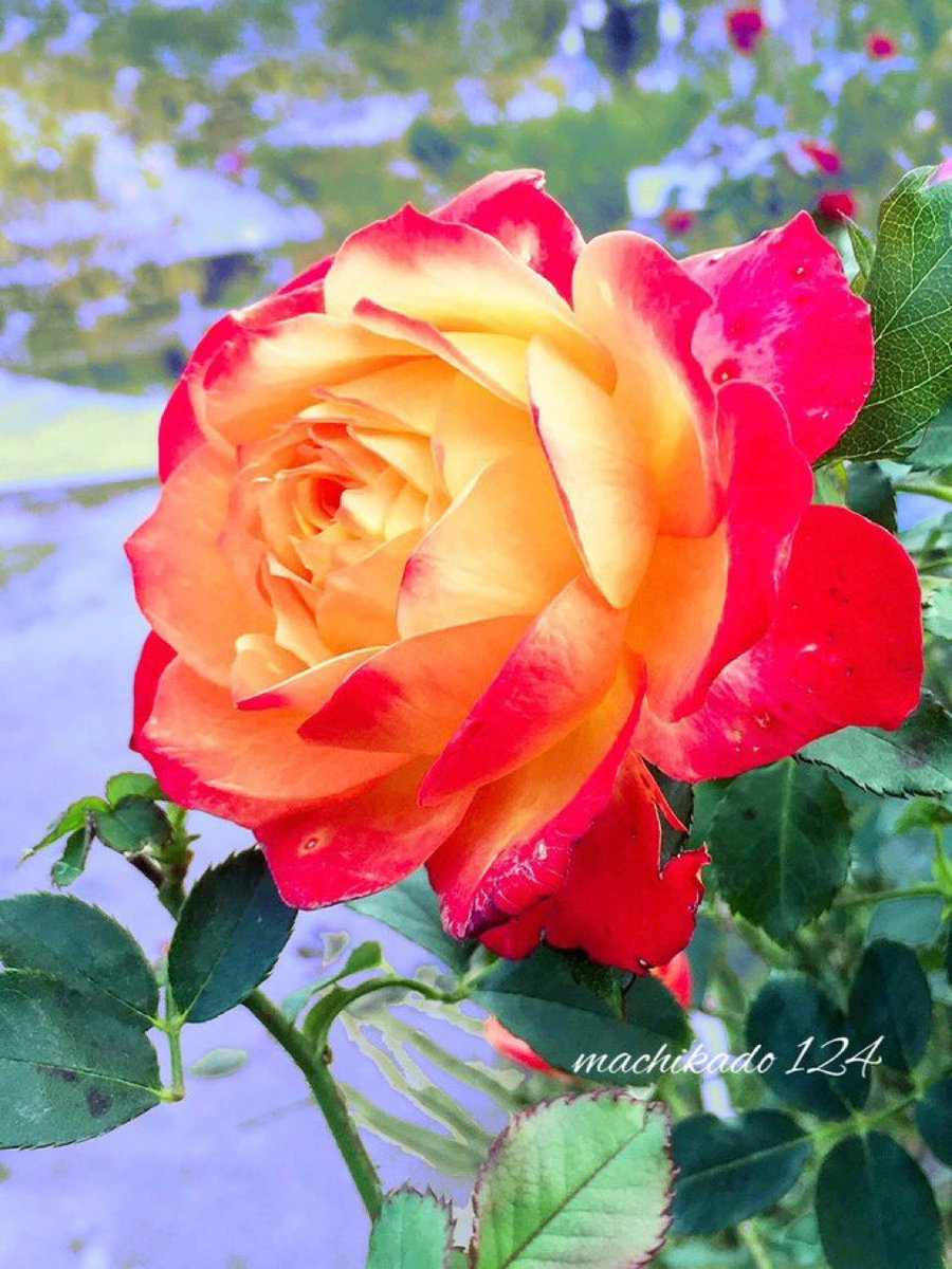 12月2日(火)

おはようございます！🌅

🍦ビフィズス菌の日
🦌奈良が世界文化遺産に登録された

晴れのちくもり、18℃☀️☁️
地震、火災に注意です⚠️
皆さん体調に気をつけて佳い1日を！🚲🏞️

#TLに花を咲かせよう
#RoseTuesday

🍃🔴🟠🍃 なんともカワユスⅩⅩⅨ𝕖𝕝𝕖𝕘𝕒𝕟𝕥 👏