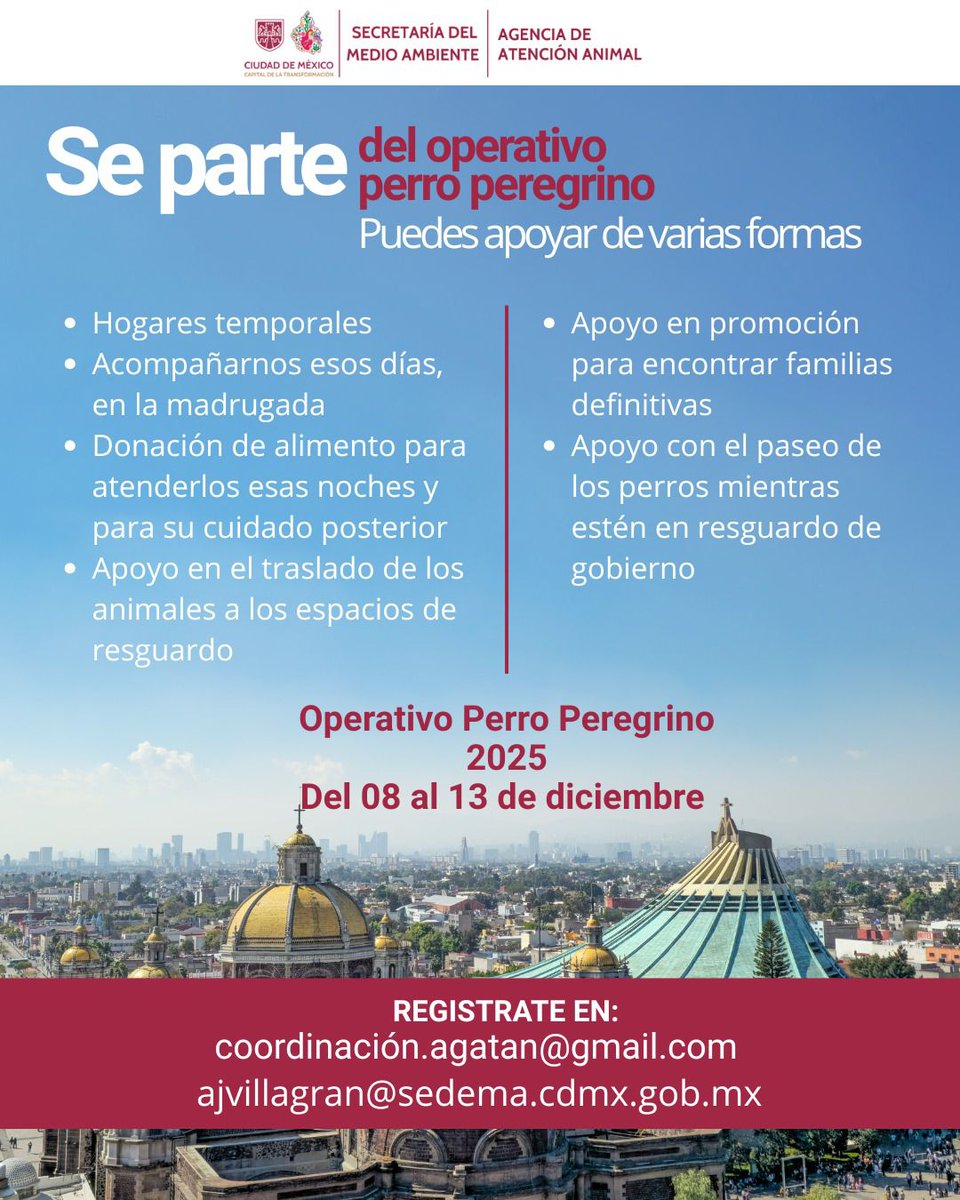 Comenzó temporada de los perros peregrinos que recorren kilómetros acompañando peregrinación a la Basílica de Guadalupe para desafortunadamente quedar abandonados al llegar. Sumate con  <a href="/AgatanCdmx/">Agencia de Atención Animal</a> y ayudalos. No sirve darte golpes de pecho si eres mala persona con los animales