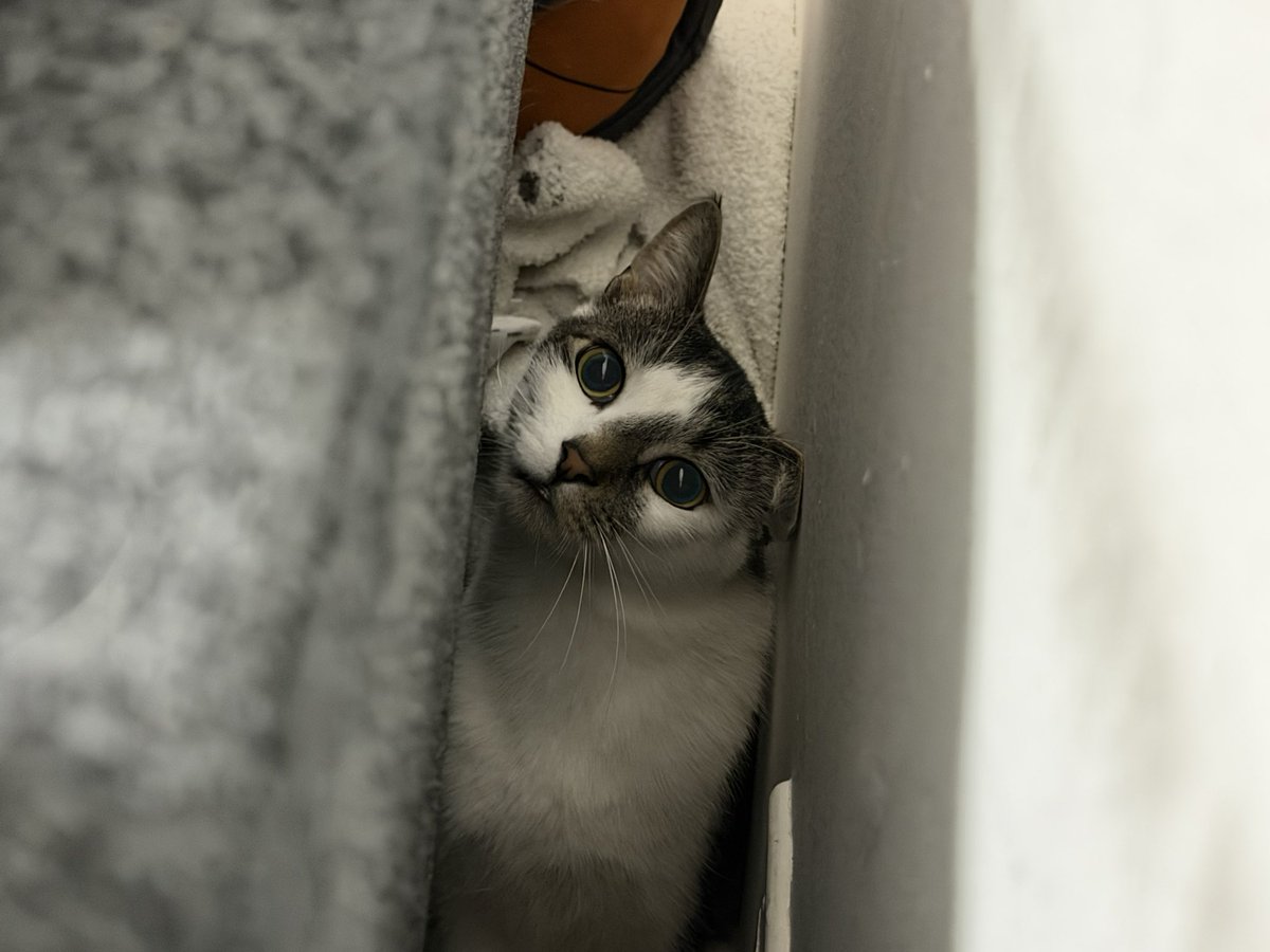 gizmo ( ˘ω˘ ) tweet media