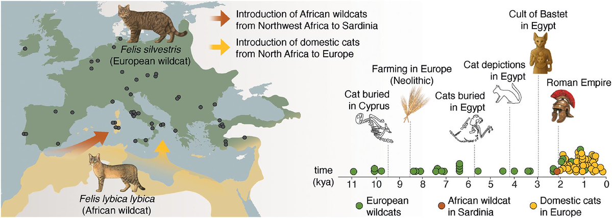 The domestic cat may be a far more recent arrival to Europe than previously thought, arriving roughly 2000 years ago and not because of the Paleolithic expansion of Near East farmers. 

The findings in Science offer new insight into one of humanity’s most enigmatic animal