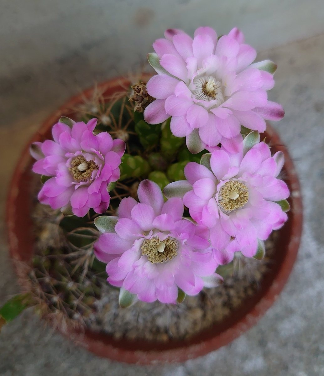 おはようございます✨

インフルエンザで在宅ワークしながら
休んでいましたが昨日から仕事に行っています✊
みなさん心配して頂きありがとうございました🙇
この一週間Ｘは返事も何も出来ず
本当にごめんなさい🙇😣

いつもマイペースな私ですが
今月もよろしくお願いします😊
今日も素敵な１日を🤗🍀