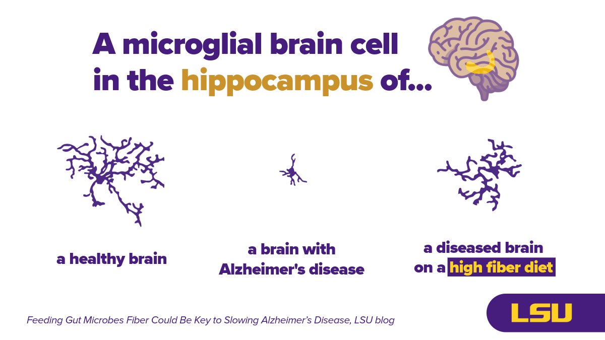 LSUResearch's tweet image. This is your brain on... fiber! 🍎

Researchers at @LSUHealthNO are studying how dietary fibers can promote healthy gut microbes that lower brain inflammation in Alzheimer&apos;s disease and restore healthy functioning of microglia (brain cells). 

What would YOUR microglia look like?