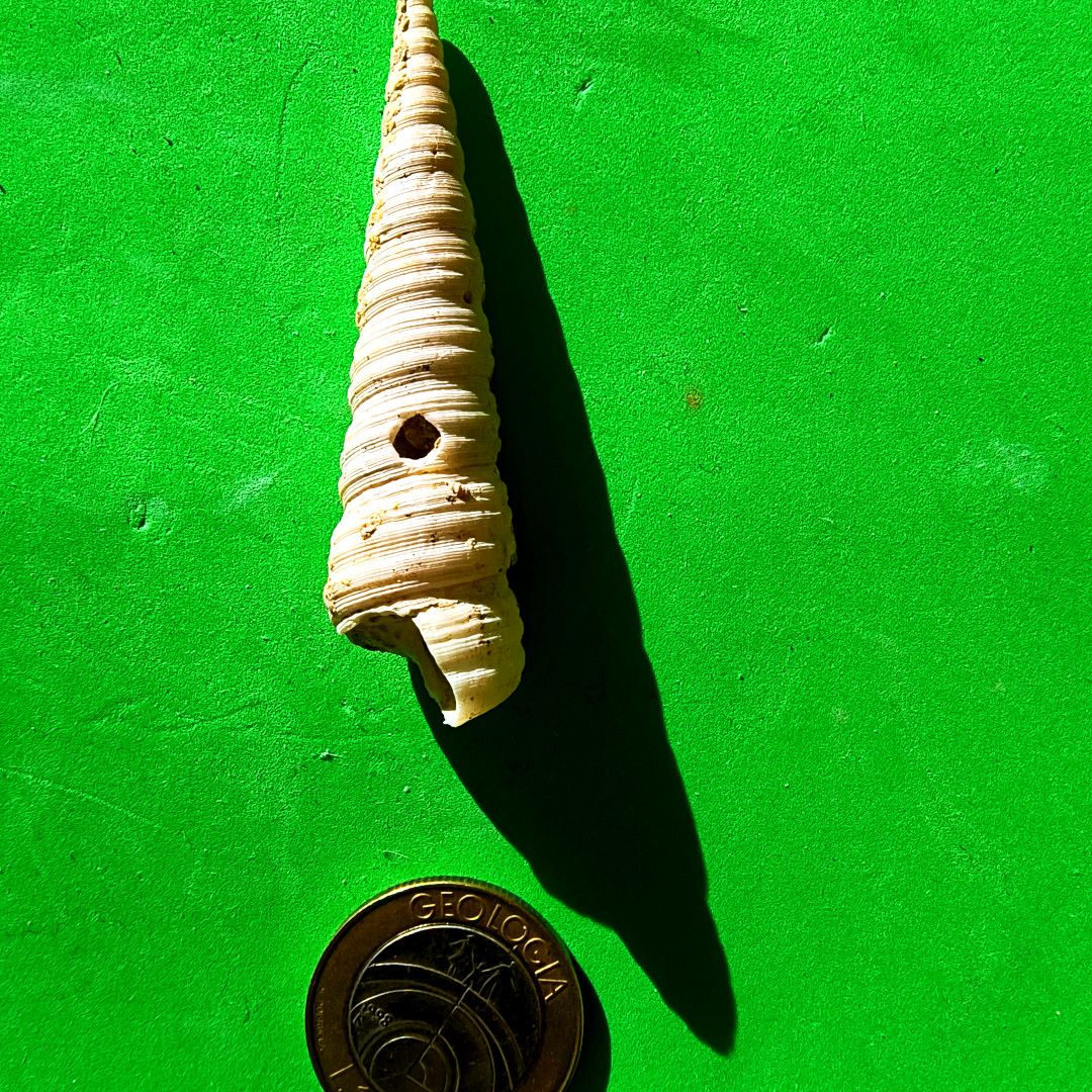 ABaucon's tweet image. Oichnus never looked so chic!
---
#fossil #palaeontology #geology #science