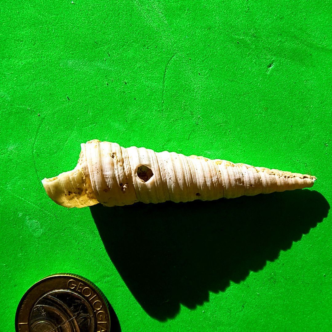 ABaucon's tweet image. Oichnus never looked so chic!
---
#fossil #palaeontology #geology #science