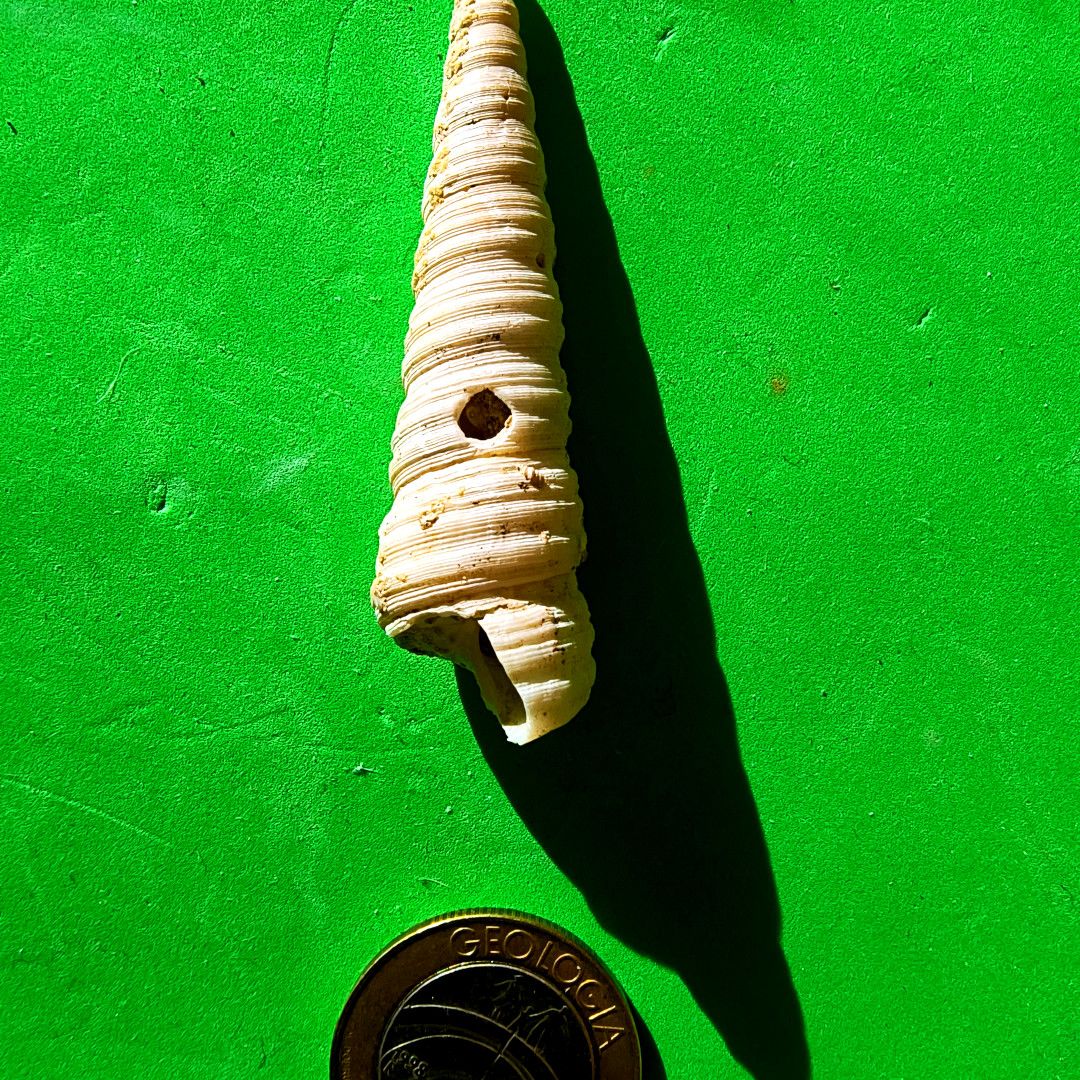 ABaucon's tweet image. Oichnus never looked so chic!
---
#fossil #palaeontology #geology #science