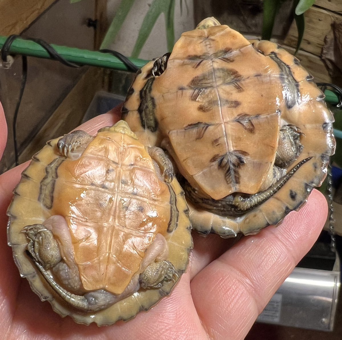 ヨツメイシガメ