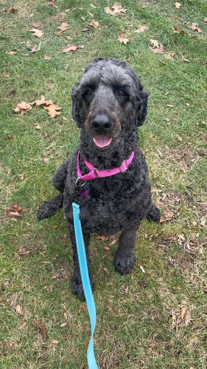 HoundsInPounds's tweet image. 🐾 Meet She-Wolf: The Poodle of Oodle 🐾
6 years | 64 lbs | Poodle Mix
💉 Spayed • ✅ Vetted • 🔒 Microchipped
🏡 Fostered in NJ • 🌎 Available in the Northeast
👇