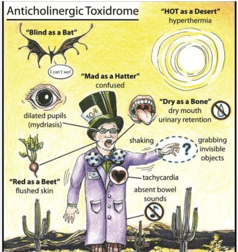TylerBalon's tweet photo. What henbane does pharmacologically: its alkaloids block muscarinic acetylcholine receptors — anticholinergic effects. That means dry mouth, rapid heartbeat, dilated pupils, decreased secretions, sometimes delirium, hallucinations, disorientation. https://t.co/FGL4OT3ggB
