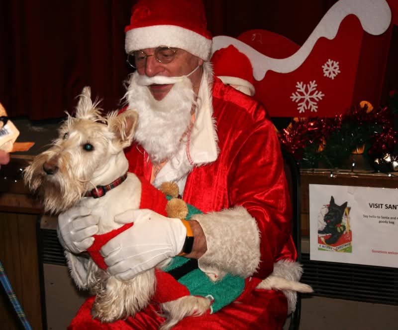 littlewood_mark's tweet image. Here’s the photo of Peggy with Santa! 😃❤️
Rory was way too scared to get on his lap! 😂😂
#ScottishTerrier #SantaPaws