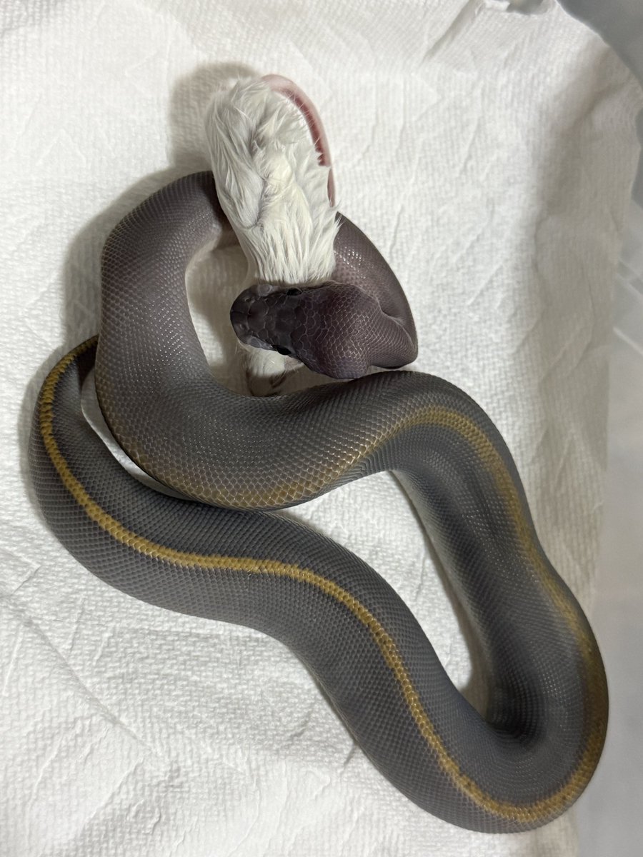 なまこ (@sunameri618) / Posts / X