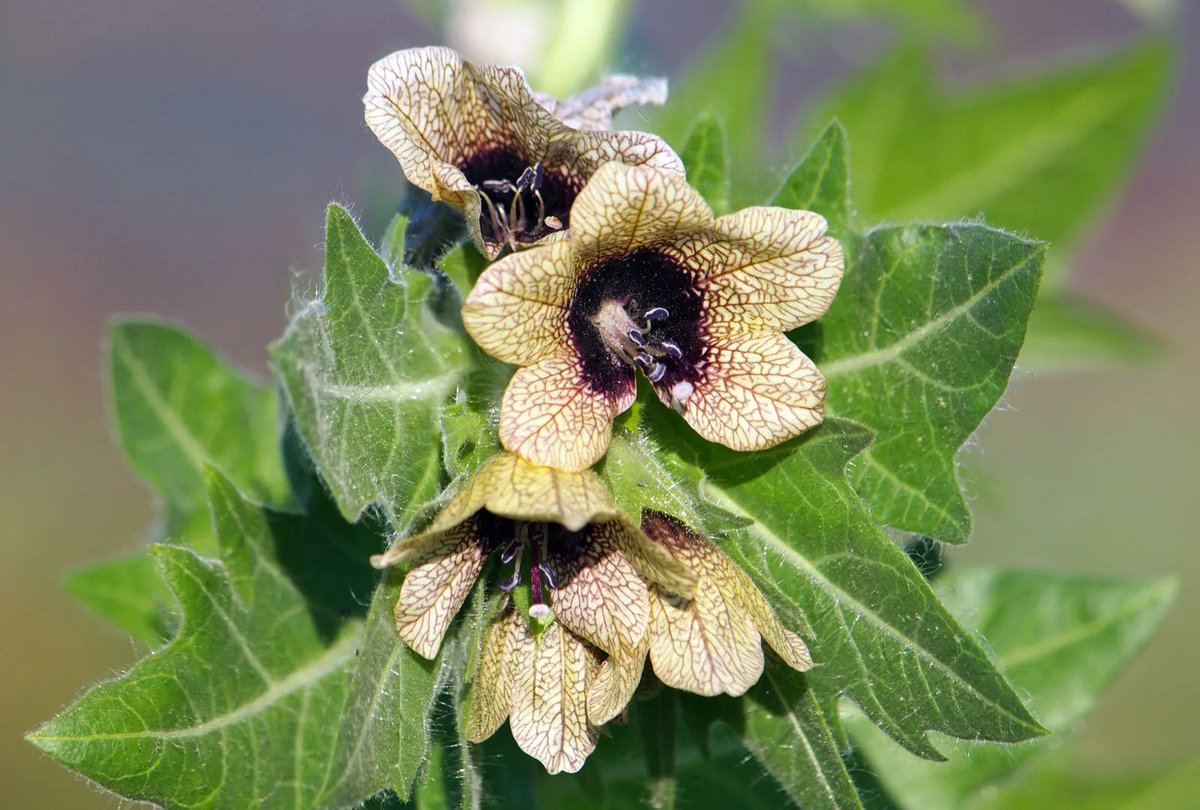 TylerBalon's tweet photo. Let’s talk about henbane (Hyoscyamus niger) - a toxic/psychoactive herb documented in Europe for centuries. It contains tropane alkaloids like Hyoscyamine and Scopolamine, which mess with your nervous system. https://t.co/Bxk5R7qqGG