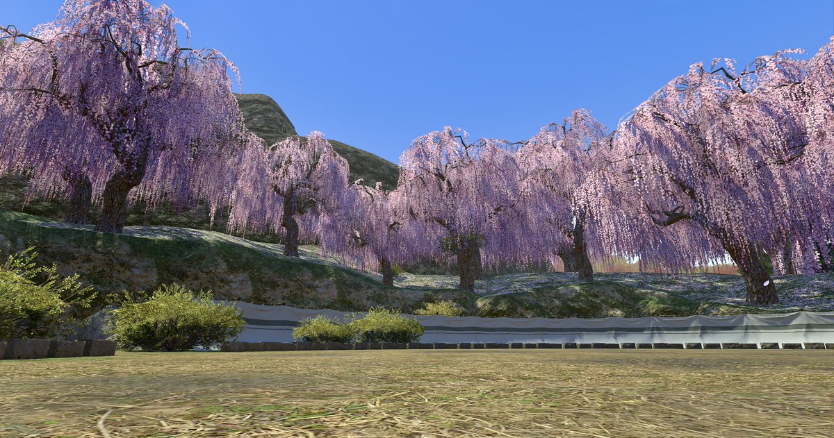 枝垂桜 Post by 𝚈𝚞𝚔𝚒 🕊𓈒𓏸︎︎︎︎ on X: 六根山 枝垂れ桜