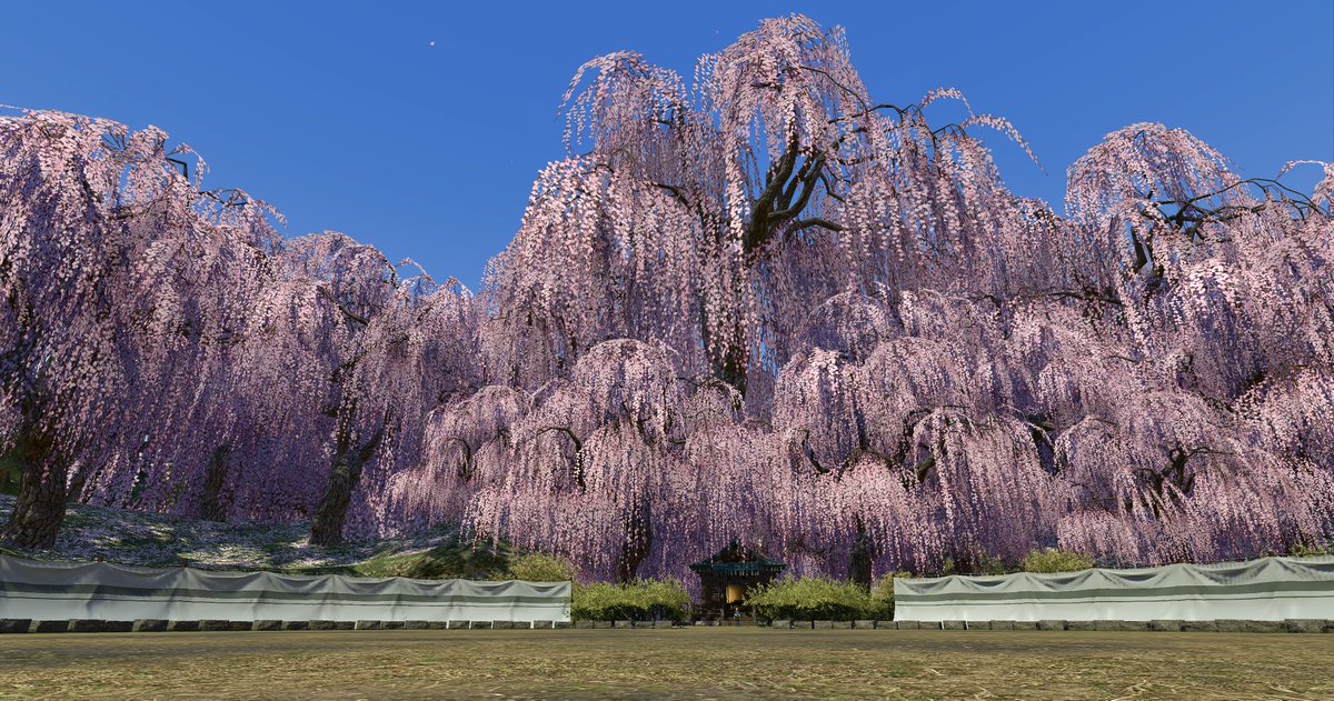 Post by 𝚈𝚞𝚔𝚒 🕊𓈒𓏸︎︎︎︎ on X: 六根山 枝垂れ桜