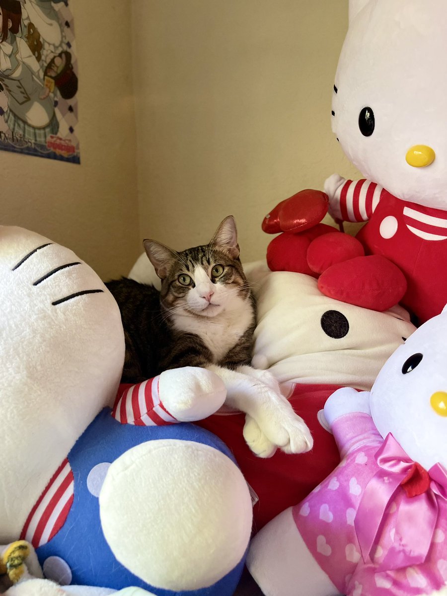 loveYinghua's tweet photo. Spoiled man in his hello kitty corner https://t.co/FV87DBlvew