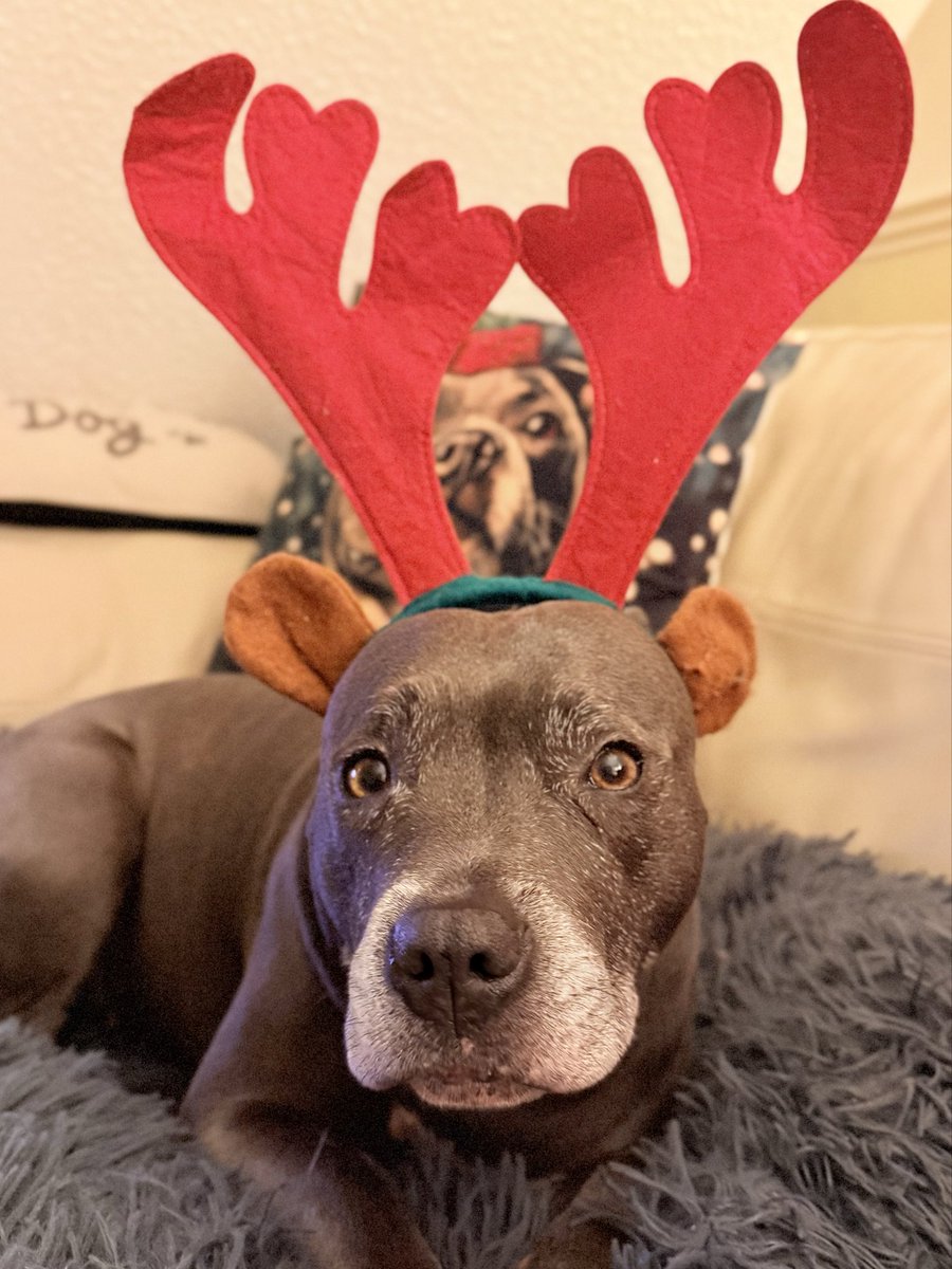 IsaMary2021's tweet image. Mum says I’m the cutest reindog she’s ever seen 🦌❤️. #IsaMary #Christmas #ReindeerProblems #CuteDogs