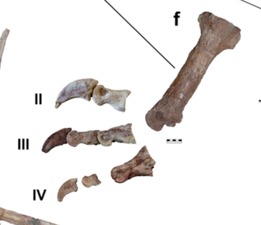 looking at allosauroid feet and the big carcharodontosaurs and i like the aesthetics of the enlarged 2nd toe claw
i tried to find acrocanthosaurus with it preserved but found we dont have the 2nd toeclaw sadly
allosaurus,meraxes , and taurovenator