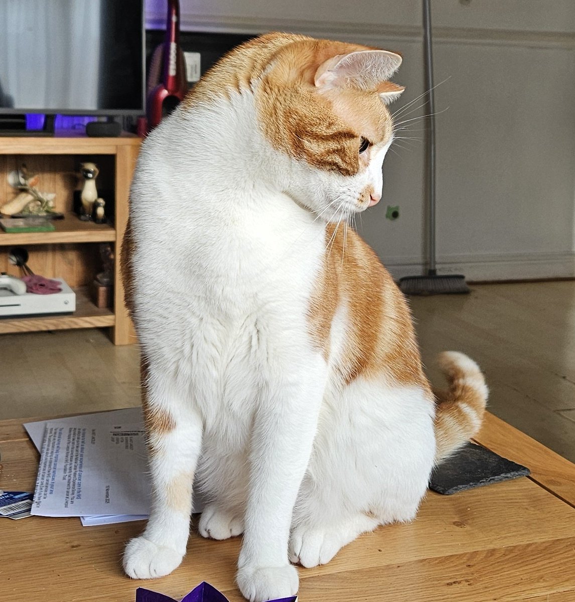 LilyRusty1's tweet image. 🧡🐈😍 Goodnight to all my fur friends sweet dreams 💤 love from Rusty 😍🐈🧡

#CatsOfTwitter #CatsOnTwitter #Cat #cats #CatsAreFamily