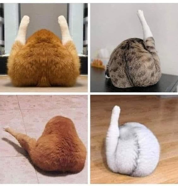 Punch Cat (@punchingcat) on Twitter photo 