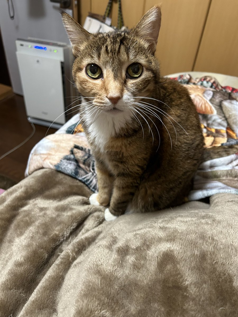 おはにゃん ママの話を聞いてるあすかちゃん。 お留守番よろしくね