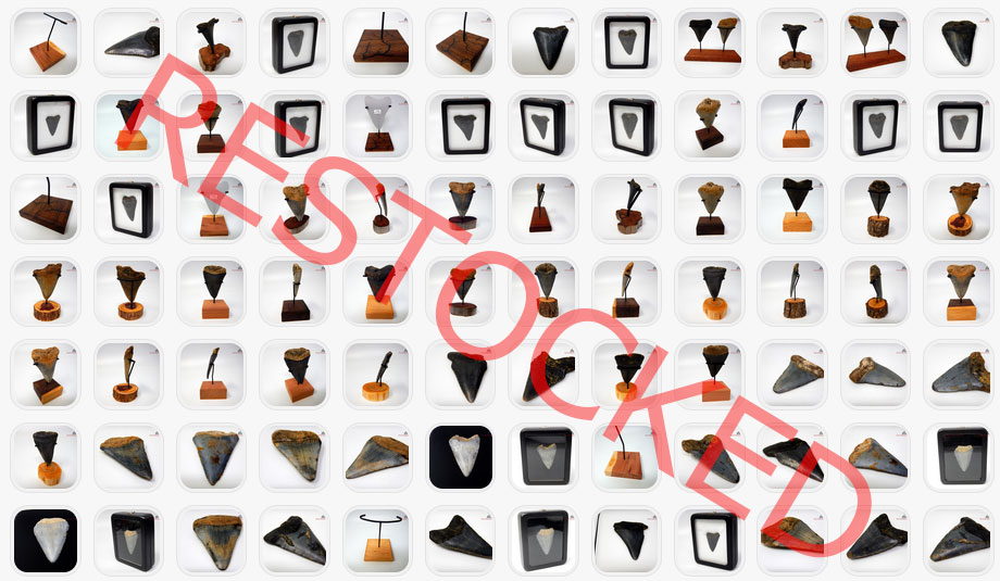 DarkWaterMegs's tweet image. Site restocke with some new megalodon teeth and other fossils, sale ends in a few hours.

Blackwater Friday Sale ending  at darkwatermegs.com

Sitewide sale with additional 21% off using code blackwater at checkout.

#megalodon #fossil #darkwatermegs #history #giftideas…