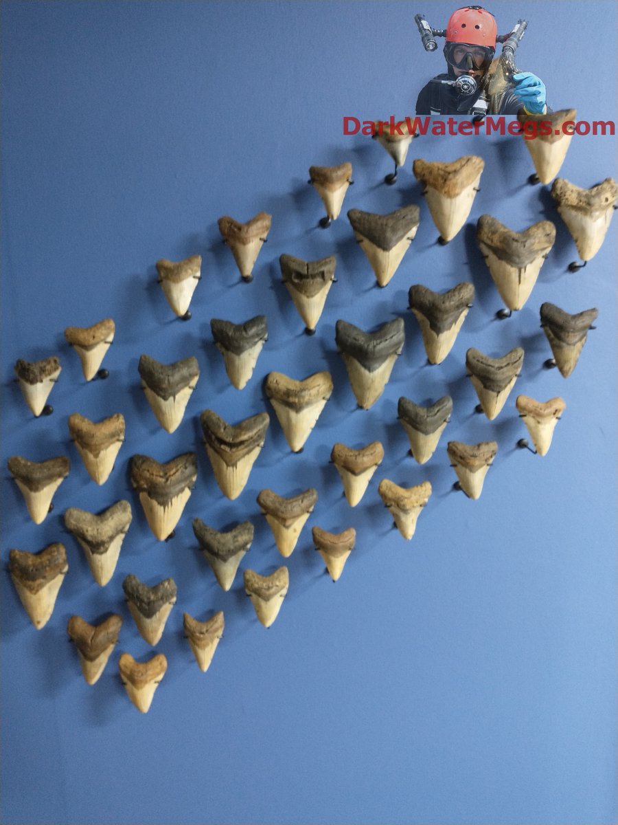 DarkWaterMegs's tweet image. Site restocke with some new megalodon teeth and other fossils, sale ends in a few hours.

Blackwater Friday Sale ending  at darkwatermegs.com

Sitewide sale with additional 21% off using code blackwater at checkout.

#megalodon #fossil #darkwatermegs #history #giftideas…