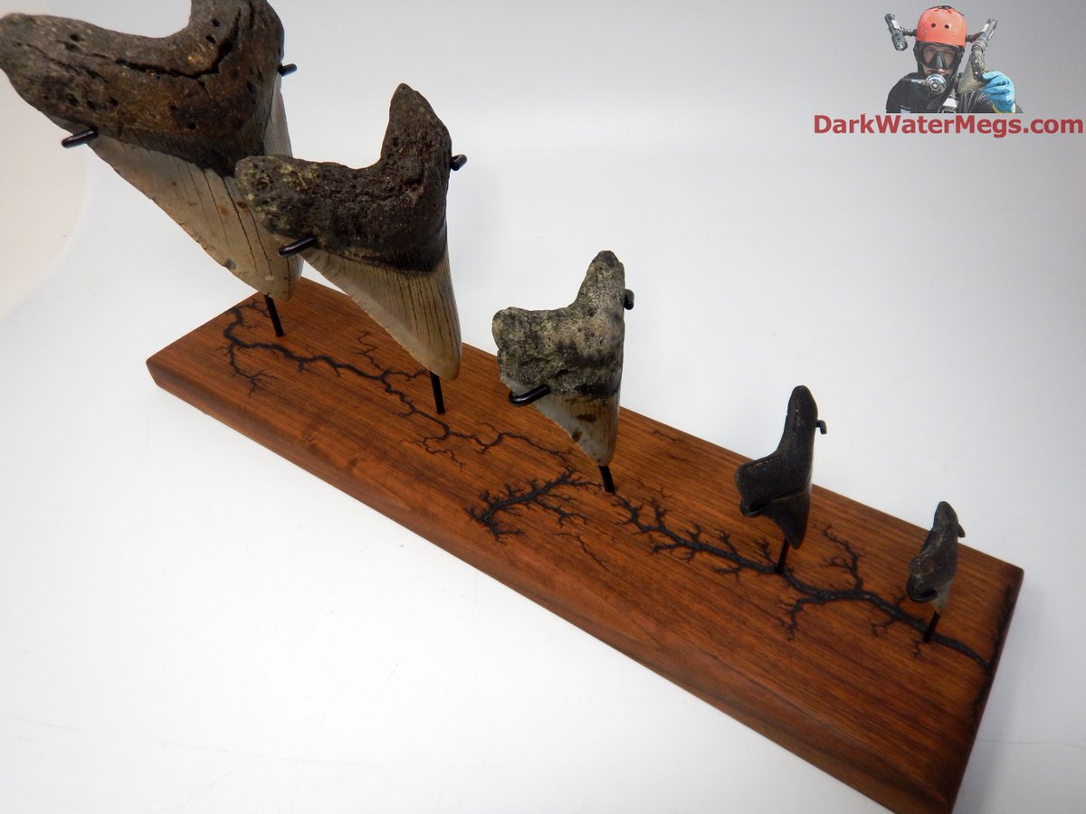 DarkWaterMegs's tweet image. Site restocke with some new megalodon teeth and other fossils, sale ends in a few hours.

Blackwater Friday Sale ending  at darkwatermegs.com

Sitewide sale with additional 21% off using code blackwater at checkout.

#megalodon #fossil #darkwatermegs #history #giftideas…