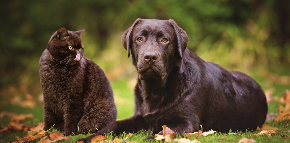 One dead duck……

A woman brought a very limp duck into a veterinary surgeon. As she laid her pet on the table, the vet pulled out his stethoscope and listened to the bird’s chest.

After a moment or two, the vet shook his head and sadly said, "I'm sorry, your duck, Fluffy, has